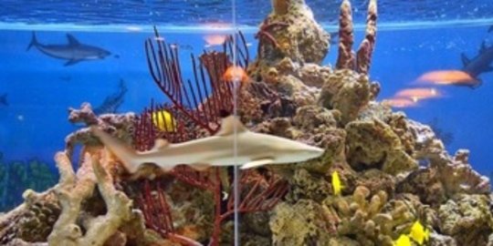 pelihara hiu di aquarium rumah rev2