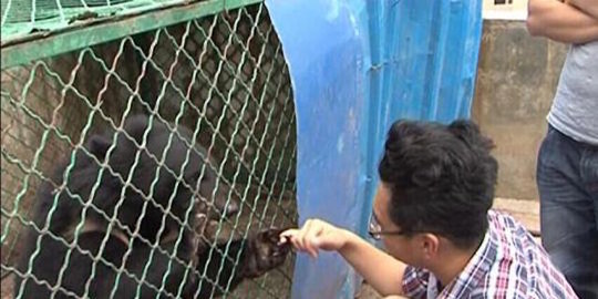 pria china 2 tahun rawat beruang rev2