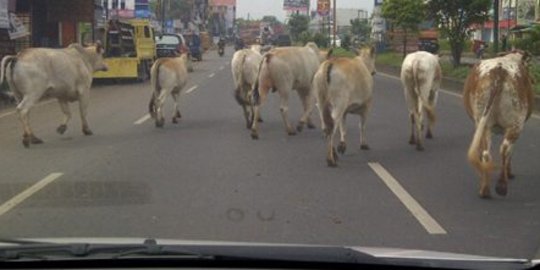 India kirim tentara buru penyelundup sapi karena nistakan agama