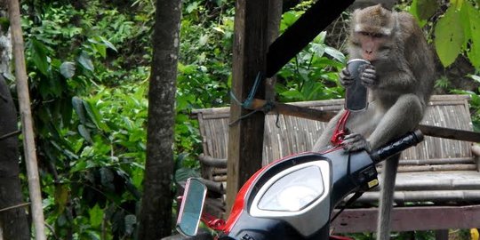 Kekeringan, kawanan kera keramat Cikakak serbu pemukiman warga