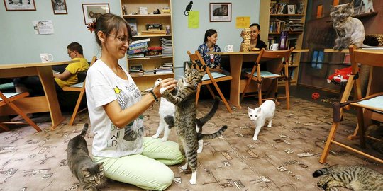Melihat kelucuan tingkah kucing di 'Kis-Kis' Cat Cafe