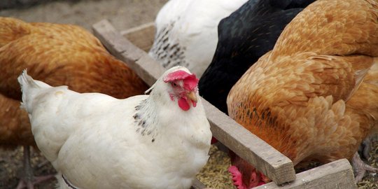 Di negara ini ayam hingga kodok dipakai buat ramal gempa