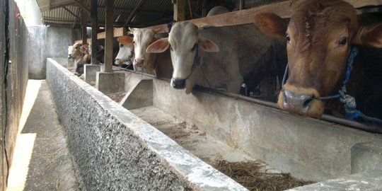 Jelang lebaran pencurian sapi dan ternak warga makin marak