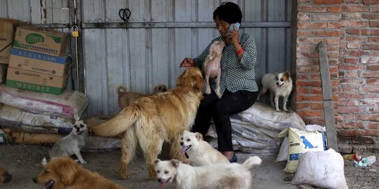 Wanita ini rela habiskan jutaan uang demi selamatkan ribuan anjing