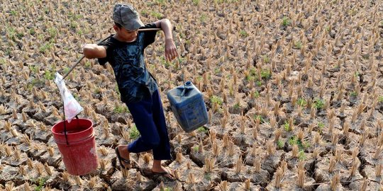 Siap 12 varietas tahan kekeringan, Kementan sesumbar tak gagal panen