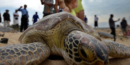 Polda Bali bongkar penyelundupan 37 penyu hijau di Selat Badung