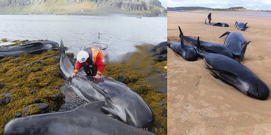 4 Alasan pantai Inggris jadi kuburan paus-paus raksasa
