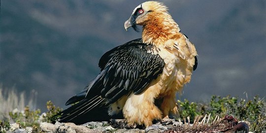 Mengapa Hewan Pemakan Bangkai Tidak Pernah Keracunan Merdeka Com