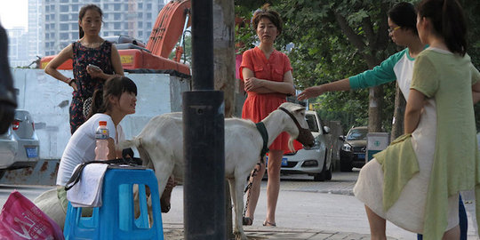 Di China, beli susu kambing bisa peras langsung dari hewannya