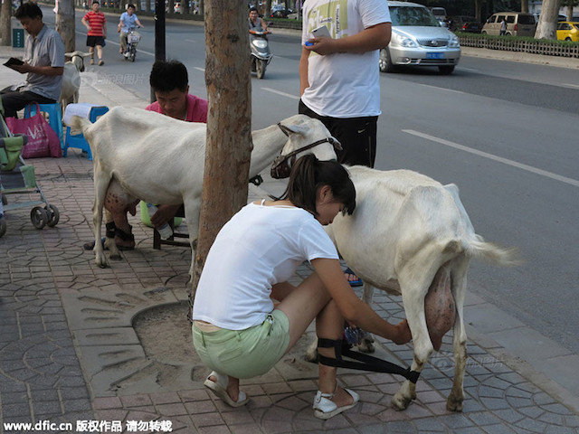 susu kambing china