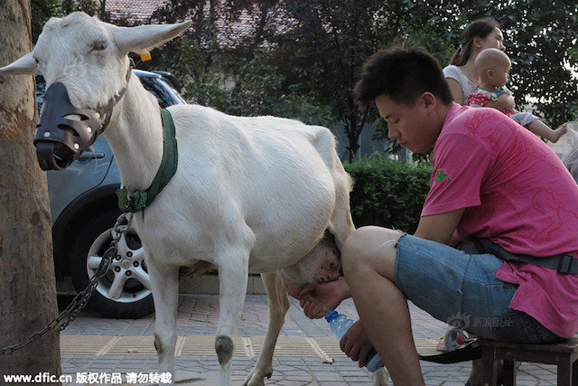 susu kambing china
