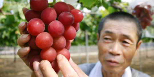 Jepang sukses bikin anggur super, satu bijinya dijual Rp 4,1 juta