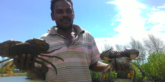 Suka duka petani kepiting di Aceh, omzet besar tetapi sulit ekspor