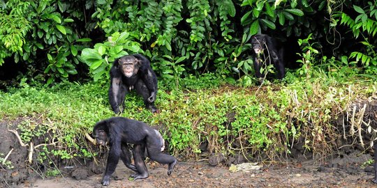 Menengok kawanan simpanse korban penelitian medis di Pulau Kera