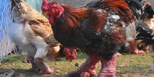 Langka, ayam berkaki naga ini dihargai sampai 16 juta Rupiah