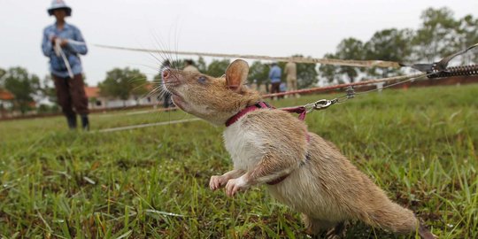 Mengintip pelatihan tikus pemburu ranjau di Kamboja