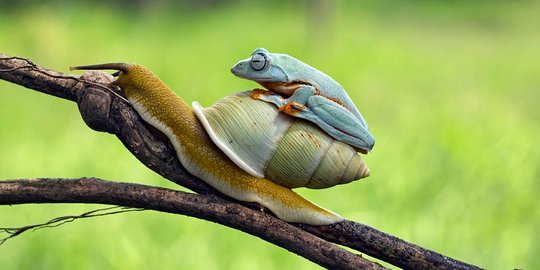 Foto kodok 'numpang mudik' di cangkang siput bikin heboh dunia