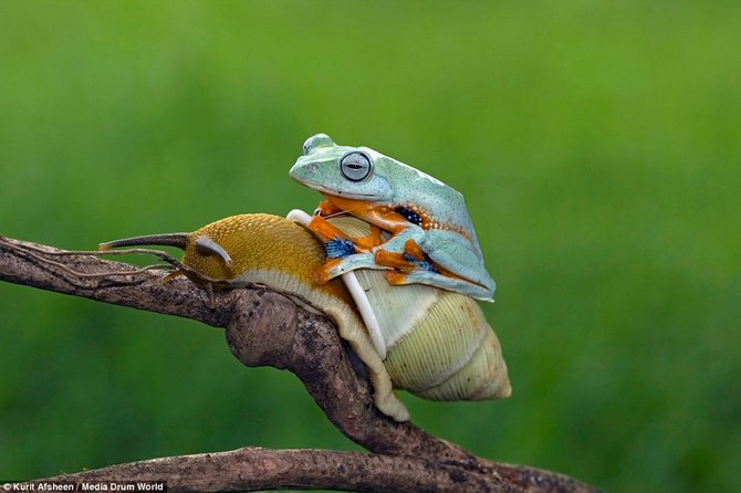 kodok malas numpang mudik di atas siput