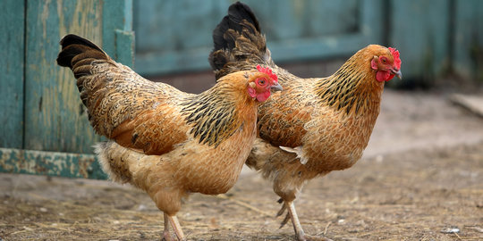 Berkah Lebaran, jasa potong ayam raup Rp 500.000 per hari