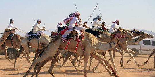 Tradisi balap unta meriahkan Idul Fitri di Arab Saudi