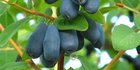 Honey berry, si imut bergizi yang bakal geser popularitas goji berry