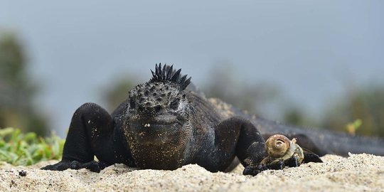 Menengok kawanan iguana laut yang hidupi Pulau Santa Cruz