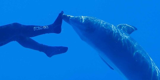 kembangkan mamalia laut buat operasi perang rev2