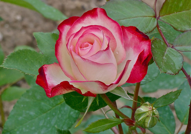 Paling Populer 22 Bunga  Mawar  Memiliki Sifat Warna Merah  