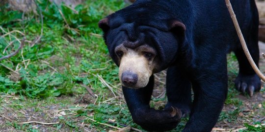 Cari buah rotan di hutan, warga temukan bayi beruang madu telantar