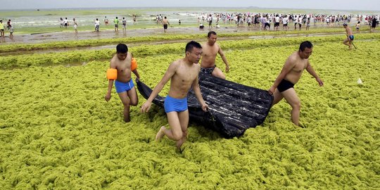 Penampakan pantai di China berubah jadi lautan ganggang