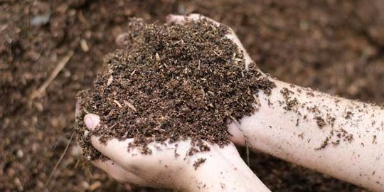 ingin pesan burger untuk makan siang? pikir 2 kali!