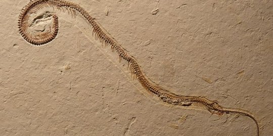 Fosil ular berkaki empat ditemukan di Brasil