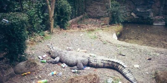 di kebun binatang bandung jadi bak sampah rev1