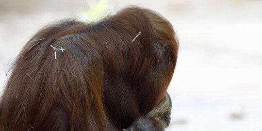 tewas usai diperkosa rev1