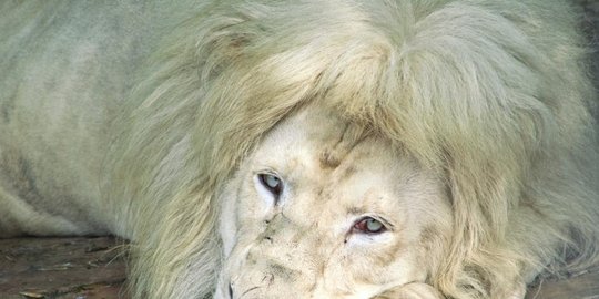 tergantung kawat timah di kebun binatang surabaya rev1