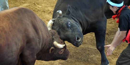 Melihat ganasnya sapi raksasa di Jepang saat adu kekuatan kepala