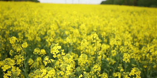 Ketahui 7 fakta menarik tentang minyak canola