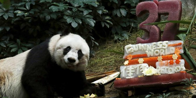 Beruang panda tertua di dunia rayakan ulang tahun ke-37