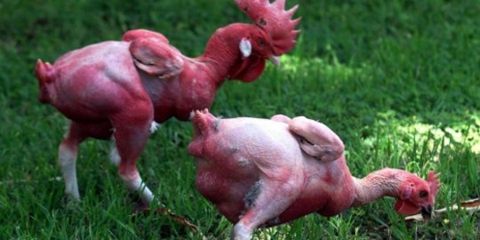 5 Spesies Ayam Paling Unik Dan Langka Di Dunia Merdekacom