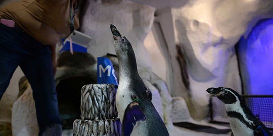 Tingkah lucu pinguin di Filipina ketika dapat hadiah 