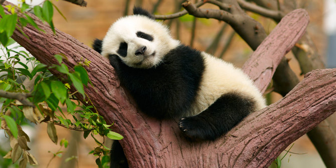 Panda ini pura-pura hamil supaya bisa masuk ke kandang berpendingin