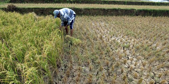 Kemarau, ribuan hektare tanaman padi di Jonggol gagal panen