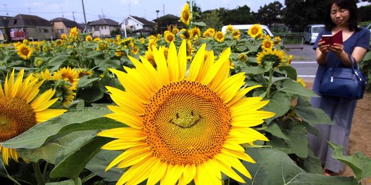 Foto Puluhan Ribu Bunga Matahari Di Jepang Tersenyum Merdeka Com