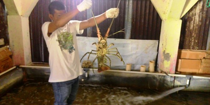 Tak gubris Menteri Susi, ratusan nelayan Lebak tangkap anak lobster