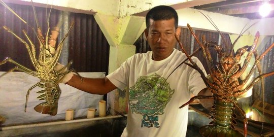 Lobster di Lebak masuk dalam kategori terbaik dunia