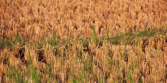 Di Pekalongan, lahan sawah kekeringan mencapai 10 hektare