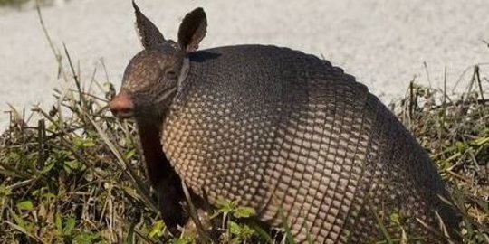 Tembak hewan armadillo, pria ini kena peluru sendiri