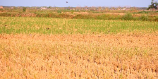 Ribuan hektare sawah di Karawang meranggas akibat kekeringan