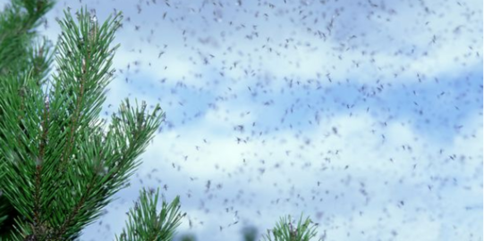 Pengaruh cuaca, jutaan semut terbang serang Inggris