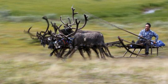 Serunya lomba balap kereta rusa ala Suku Nenets di Reindeer Day